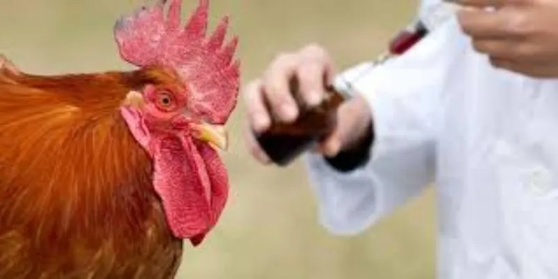 Các Loại Carbohydrate Phù Hợp Cho Gà Đá