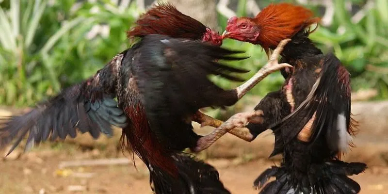 Một Số Bí Quyết Từ Chuyên Gia Nuôi Gà Đá